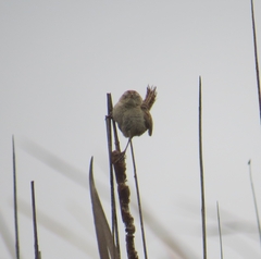 Cistothorus platensis