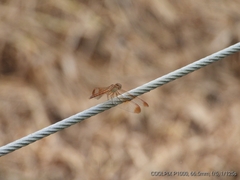 Neurothemis stigmatizans