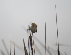 Cistothorus platensis