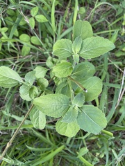 Ocimum americanum