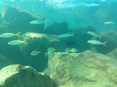 Acanthurus triostegus