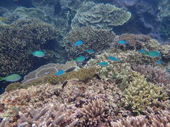 Chromis viridis