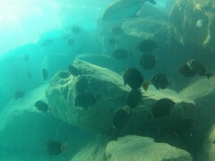 Acanthurus leucopareius