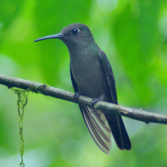 Eupetomena cirrochloris
