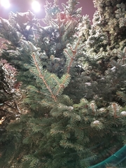 Picea koraiensis