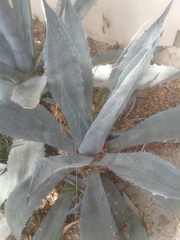 Agave