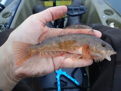 Hexagrammos stelleri
