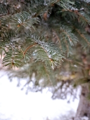 Picea koraiensis