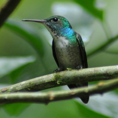 Chrysuronia versicolor