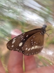 Euploea core corinna