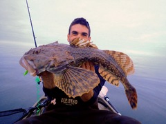 Plain Sculpin photo 2