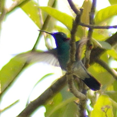 Colibri serrirostris