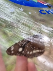 Euploea core corinna