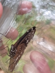 Euploea core corinna