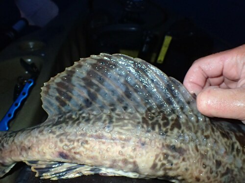 Plain sculpin