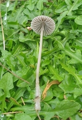 Mycena leptocephala