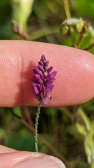 Polygala incarnata