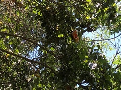 Sterculia quadrifida