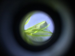 Najas flexilis