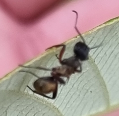 Polyrhachis rufifemur