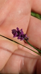 Polygala incarnata