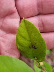 Polyrhachis rufifemur
