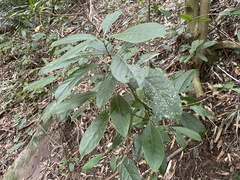 Turpinia formosana