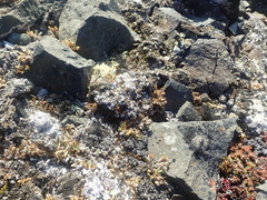 Alectoria ochroleuca