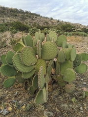 Opuntia durangensis