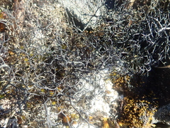 Alectoria ochroleuca