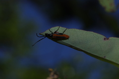 Stenoderus suturalis
