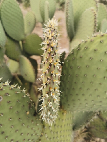 Image of Opuntia durangensis by (c) M. Socorro González Elizondo, some rights reserved (CC BY-SA)