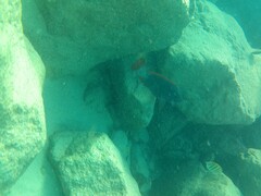 Chlorurus perspicillatus