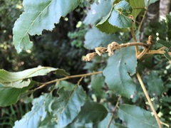 Cupaniopsis tomentella