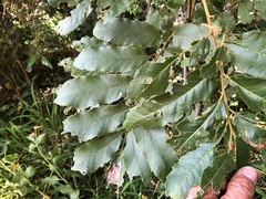 Cupaniopsis tomentella