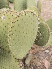 Opuntia durangensis