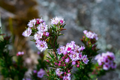 Verticordia plumosa