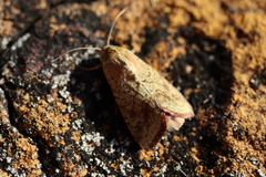 Helicoverpa punctigera