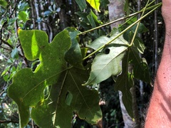 Brachychiton discolor