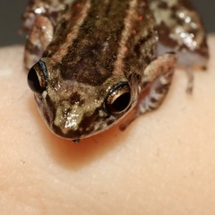Eleutherodactylus