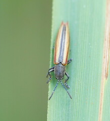 Eurispa vittata
