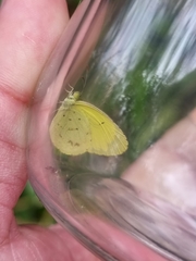 Eurema smilax