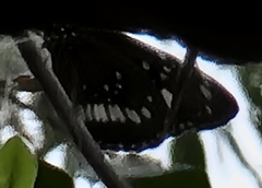 Euploea core corinna