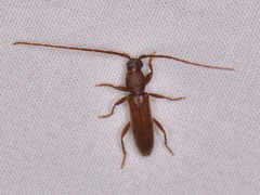 Geropa concolor