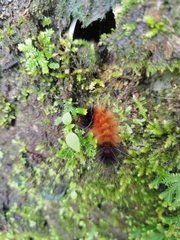 Spilarctia subcarnea