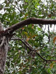 Euploea core corinna