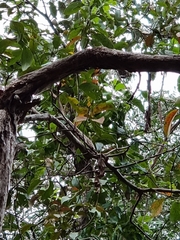 Euploea core corinna