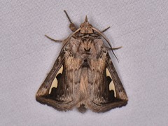 Didugua argentilinea