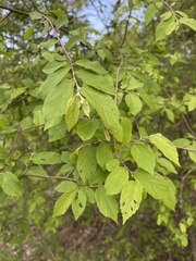 Grewia flavescens