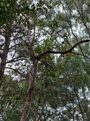 Euploea core corinna